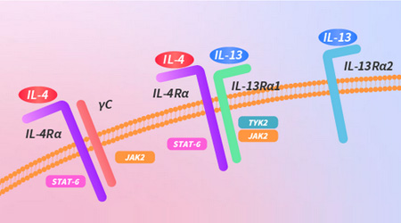 “登高望远”：透过百亿IL-4R度普利尤单抗解创新药突破点
