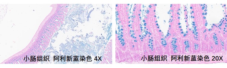 样本类型：肠组织等含有蛋白多糖/透明质酸以及上皮酸性黏蛋白的组织