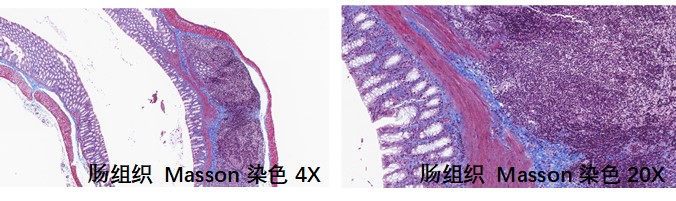 样本类型：肠组织等含有胶原纤维的组织