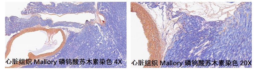 样本类型：肌肉，心脏等含有横纹肌，胶原纤维，弹性纤维的组织