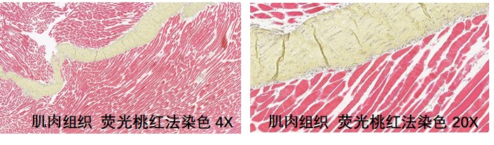 样本类型：肌肉，肌腱、心脏等含有肌纤维的组织