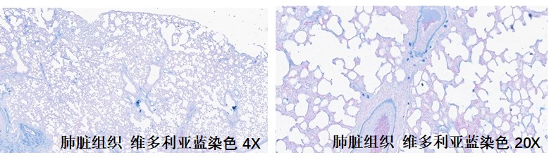 样本类型：肺脏、心脏、肝脏等含有弹性纤维的组织