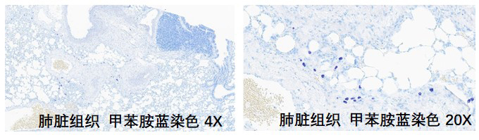 样本类型：肺脏、骨组织等含有肥大细胞、淋巴细胞等