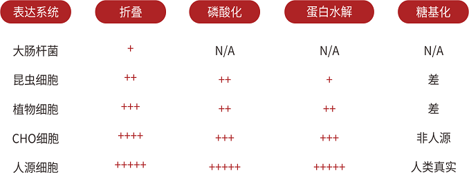 人源细胞（HEK293细胞）表达