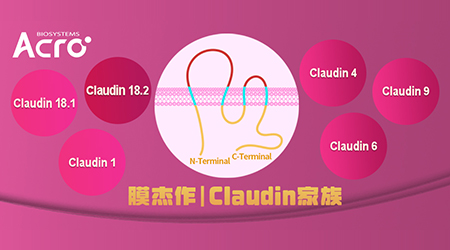 当代家族“内卷”图鉴：Claudin家族皆是“王者”