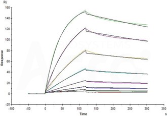 高生物活性经SPR验证