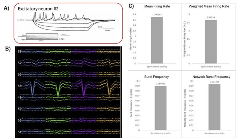 Electrophysiology analysis of cerebral organoids