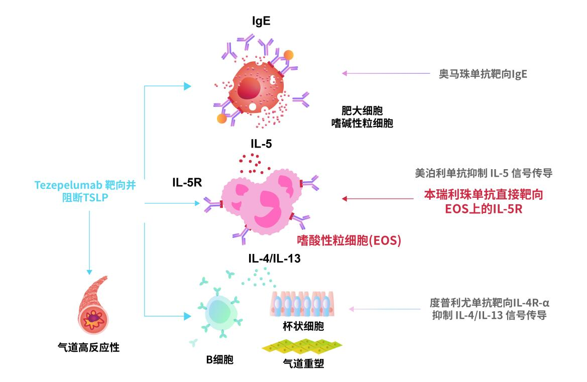 目前，针对重度哮喘治疗靶点主要为TSLP、Il-5R、Il-4Rα和IgE