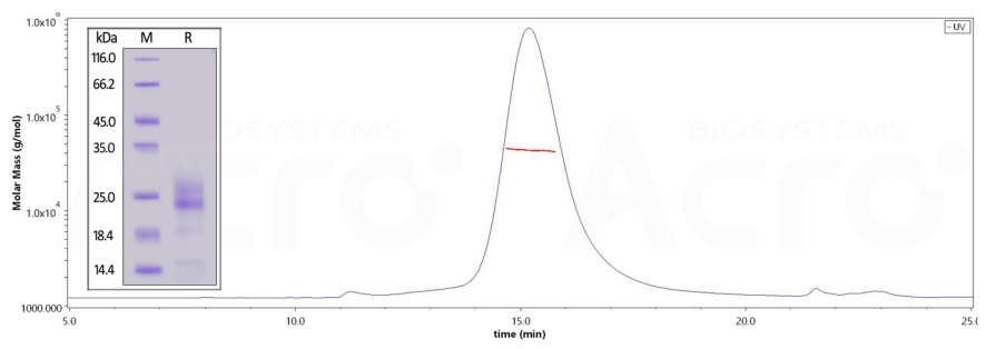 IL-5高纯度经SDS－PAGE验证＞90%，经SEC-MALS验证＞90%