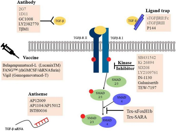 TGF-β 信号转导中潜在治疗靶点的示意图4