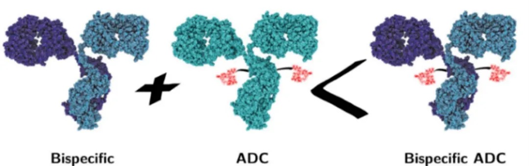 AACR上双抗ADC