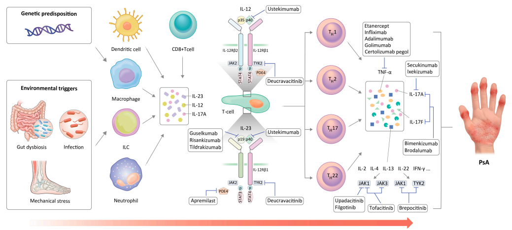与PsA相关的细胞因子靶点