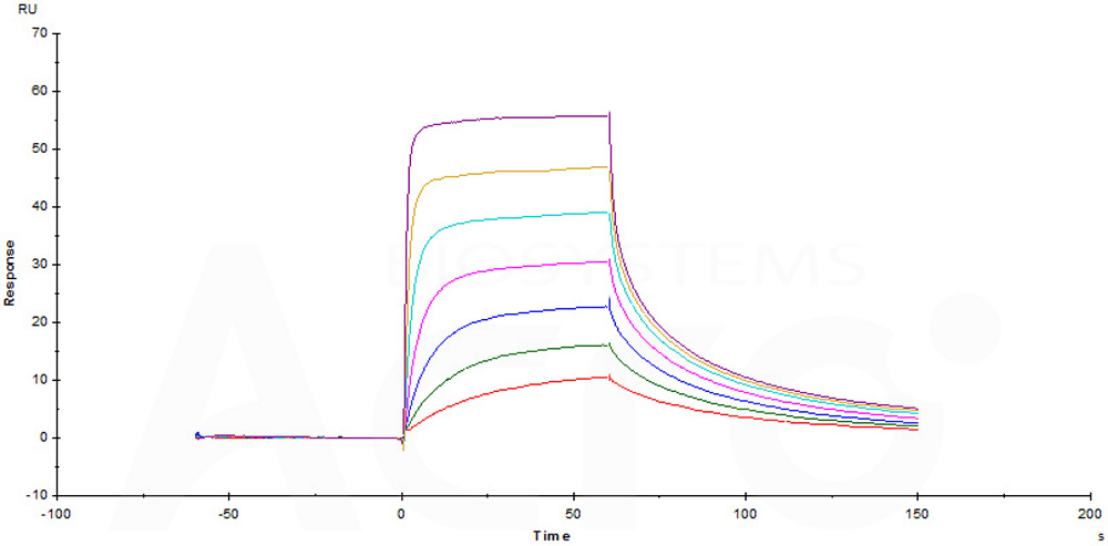 Biotinylated Human CD3E&CD3D Heterodimer Protein