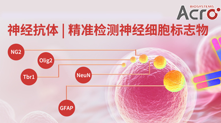 【Aneuro新品发布】神经抗体：精准识别神经细胞的“身份”