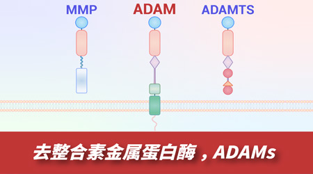 ADAM蛋白酶家族：疾病治疗的新兴靶点