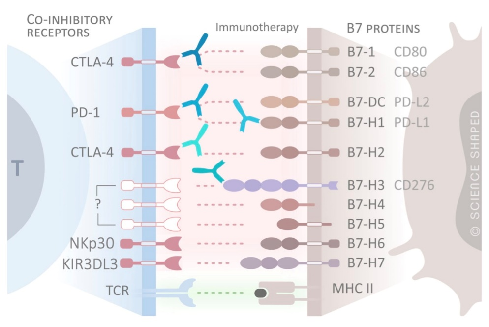 B7超家族蛋白与其相对应的T细胞共抑制受体