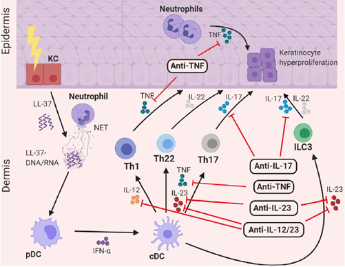 TNF/IL-23/IL-17通路示意图