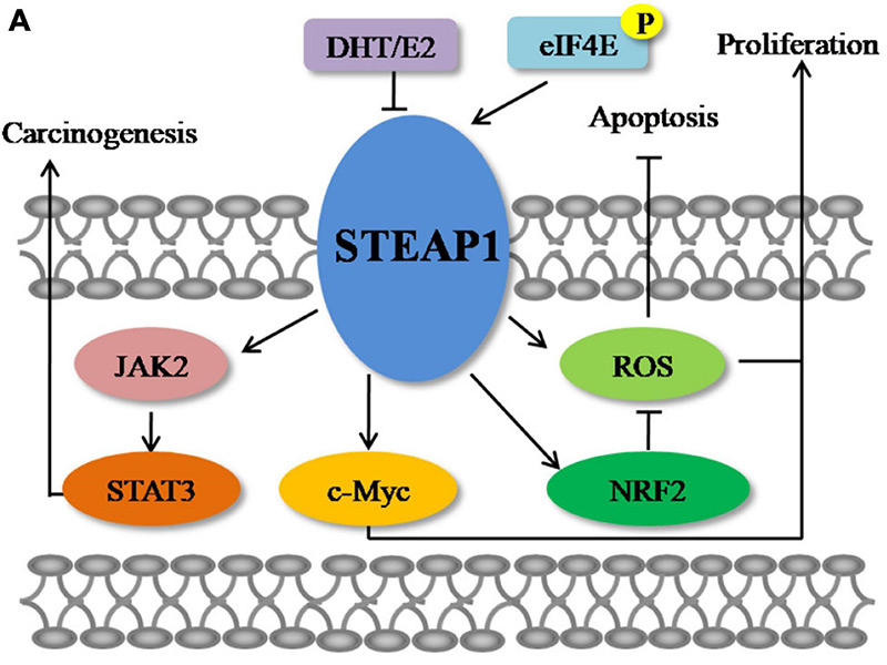 STEAP1在癌症中的分子机制