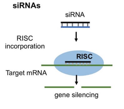 siRNA作用机制示意图