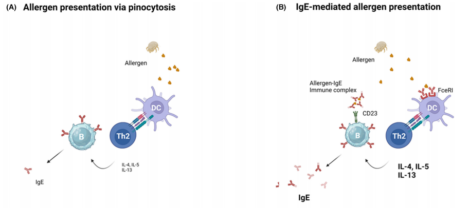 【Nature洞见】IgE介导的FcεRI活化，过敏性疾病的关键机制