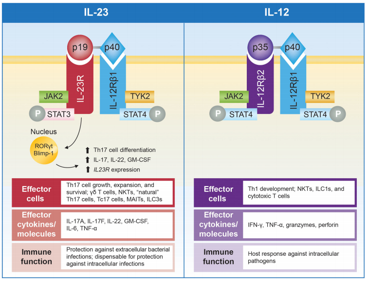 IL-23和IL-12及其受体的示意图